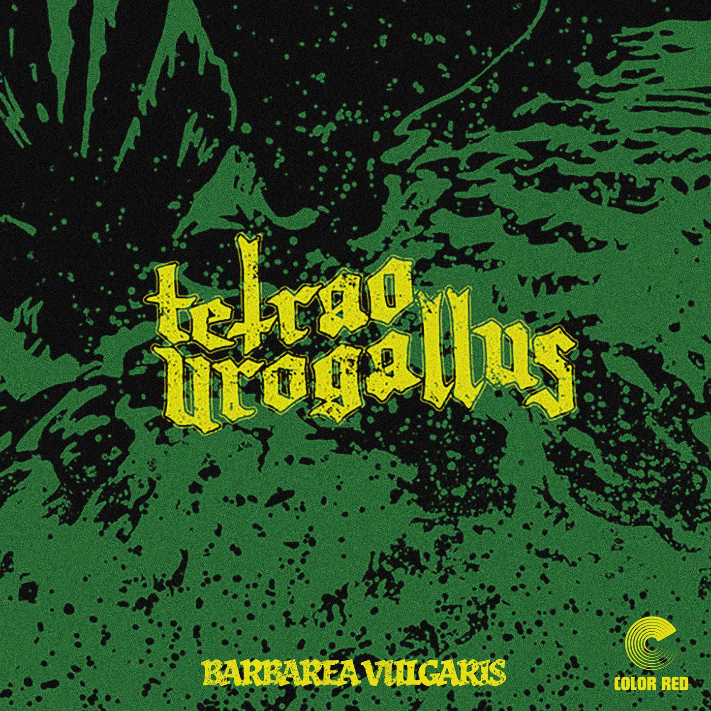 Barbarea Vulgaris